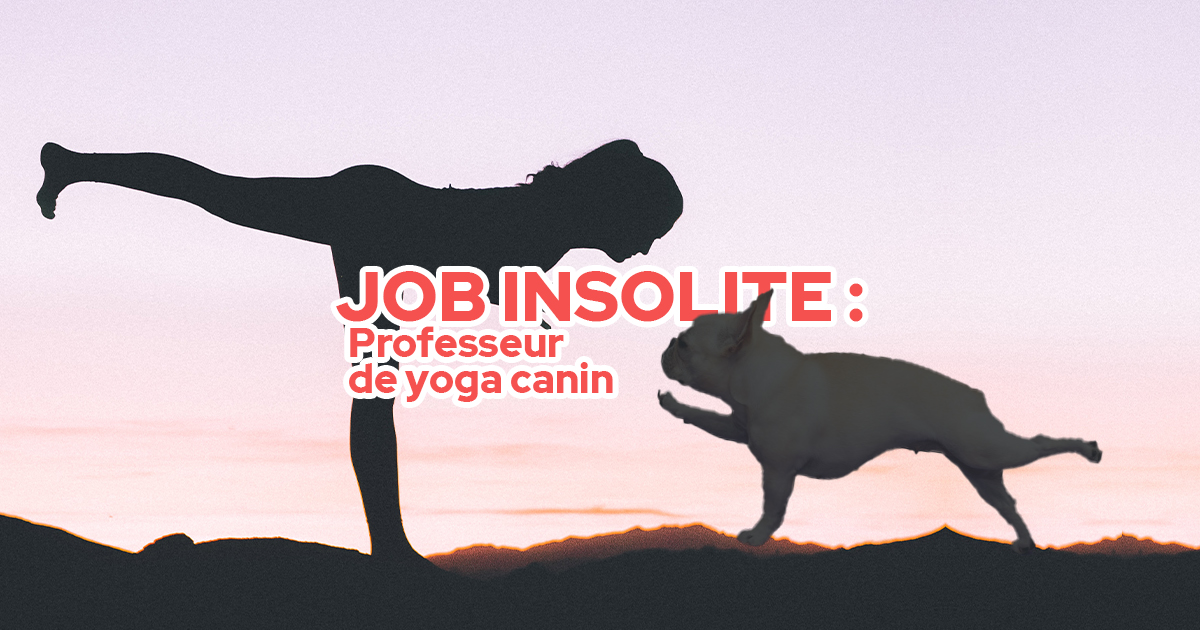 job-insolite-professeur-de-yoga-canin-doga