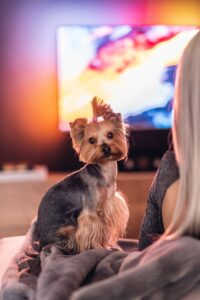 Offre de job consistant à regarder des films pour chiens